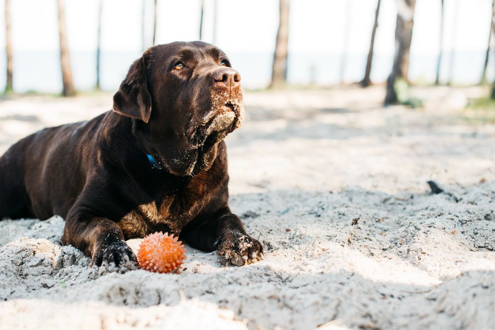 Dog Breeds with an Underbite