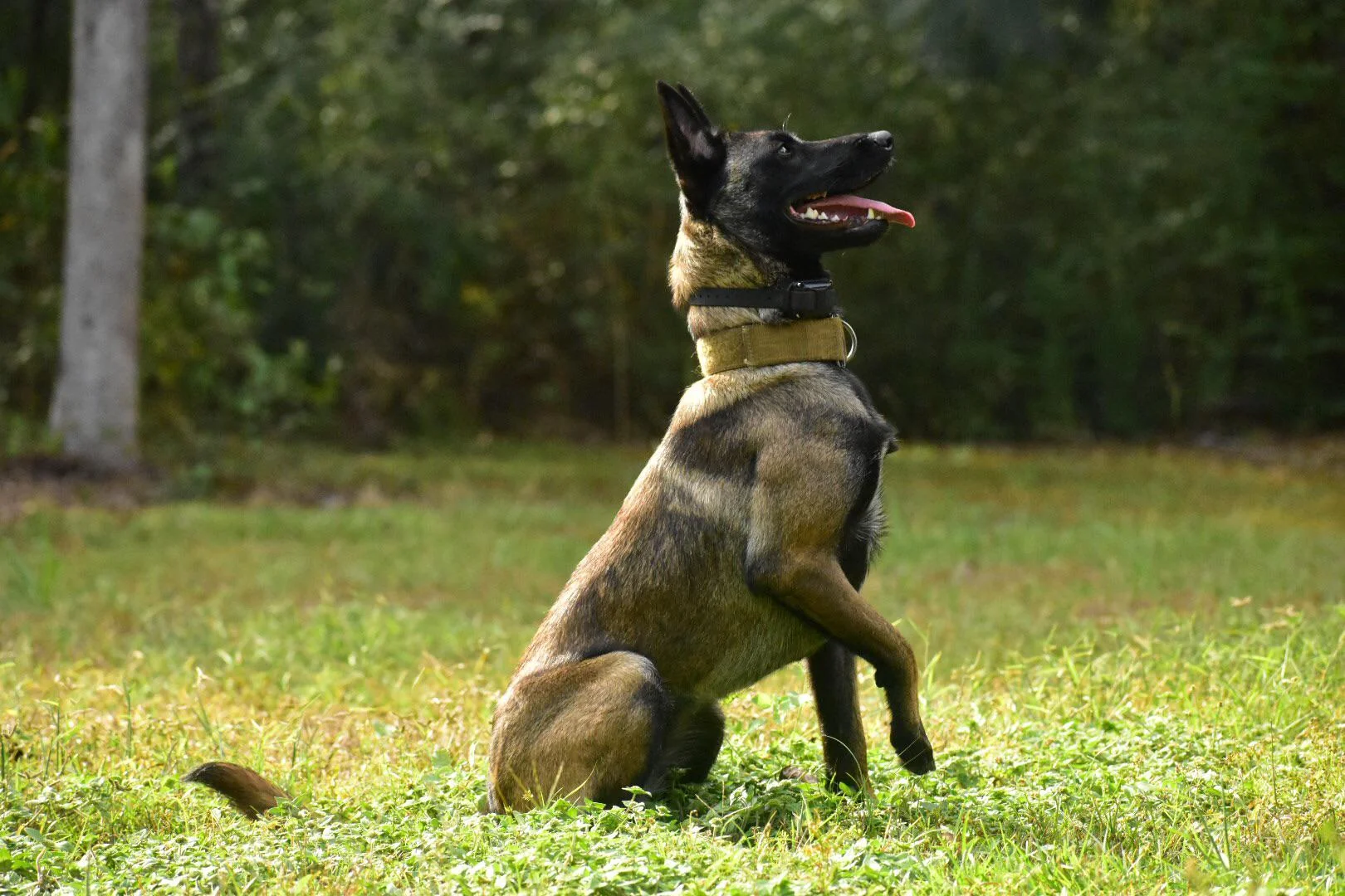 Dog Breeds Show Ribs