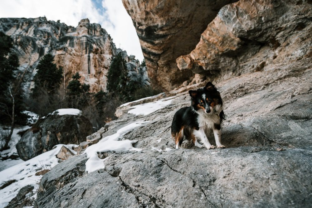 Colorado Mountain Dog guide