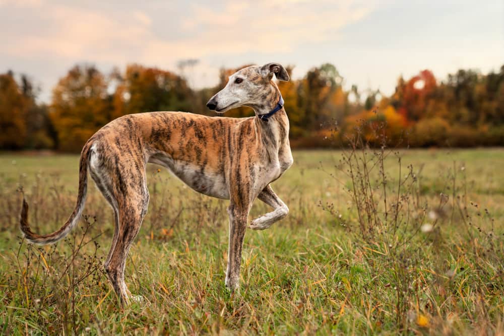 Oldest Dog Breeds