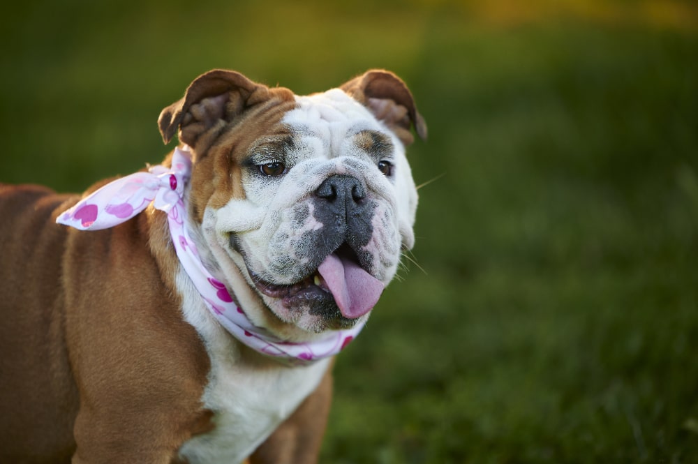 Alapaha Blue Blood Bulldogs