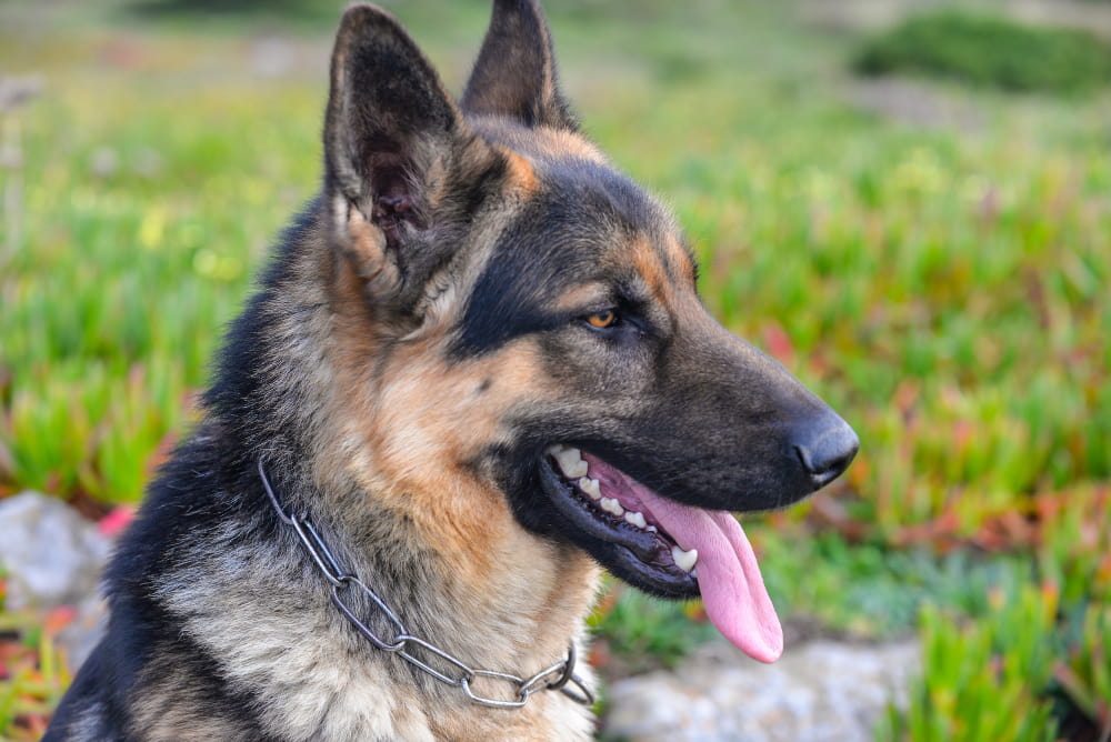 American Alsatian Dog Breed