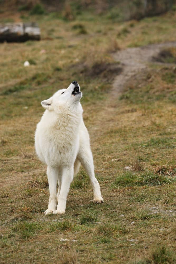 Howling Hound Breeds