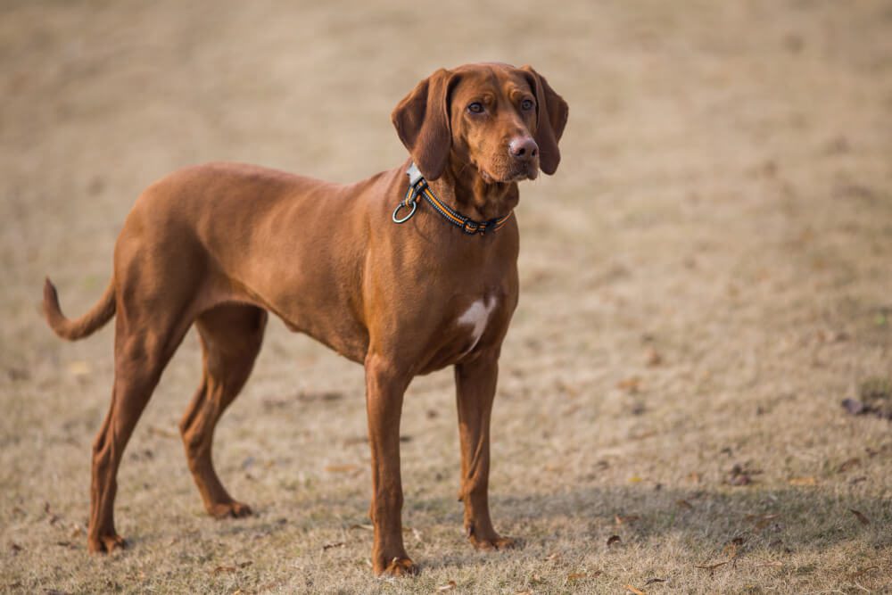 Lab Pointer Mix Dog Breed