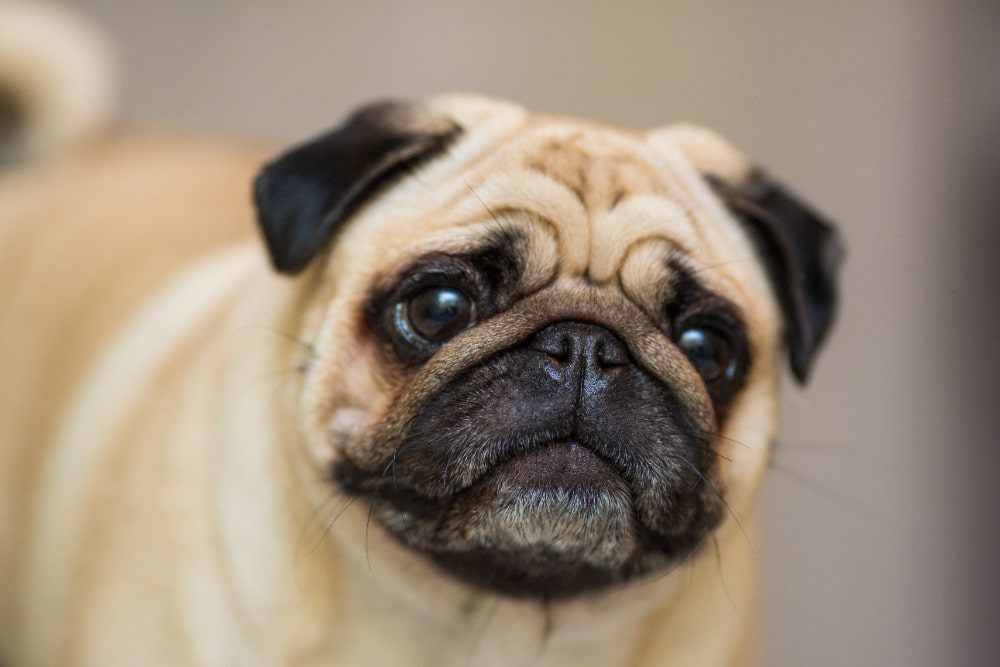 Life Expectancy of Pug Dog Breed