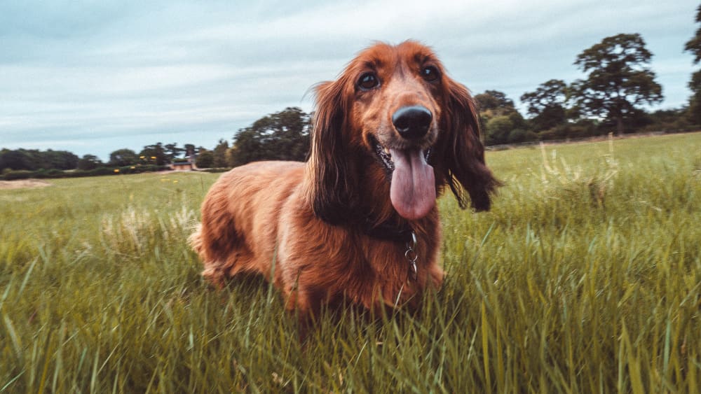 Red Dog Breeds 20 breed list