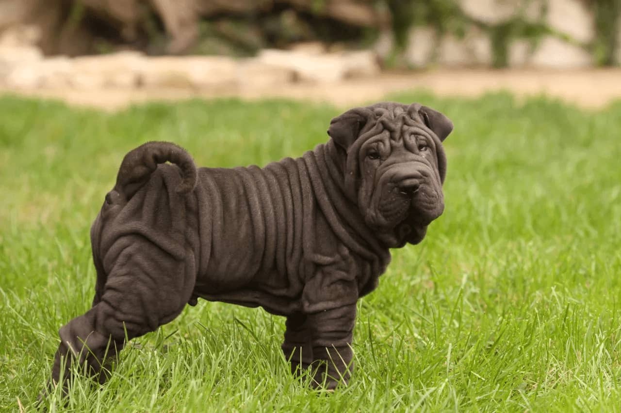 Walrus Dog breed